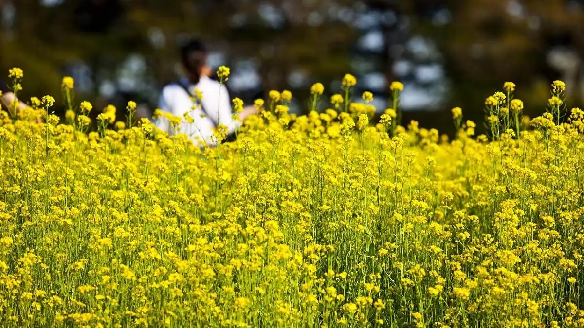 Trust, pályakezdő agrárifjúság, angyalbefektetők – Interjú dr. Cseh Tiborral, a MAGOSZ főtitkárával