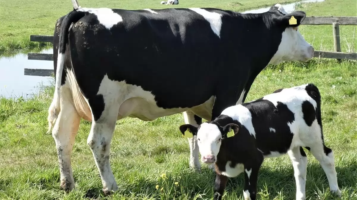 Idén korábban érkezik a támogatás az anyatehén-tartóknak