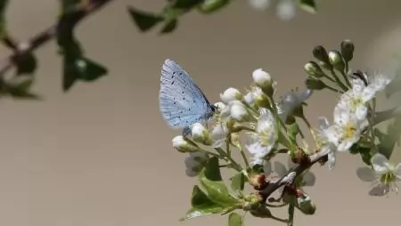 Riasztó eredmények: nagyobb az ember hatása a biodiverzitásra, mint eddig gondoltuk