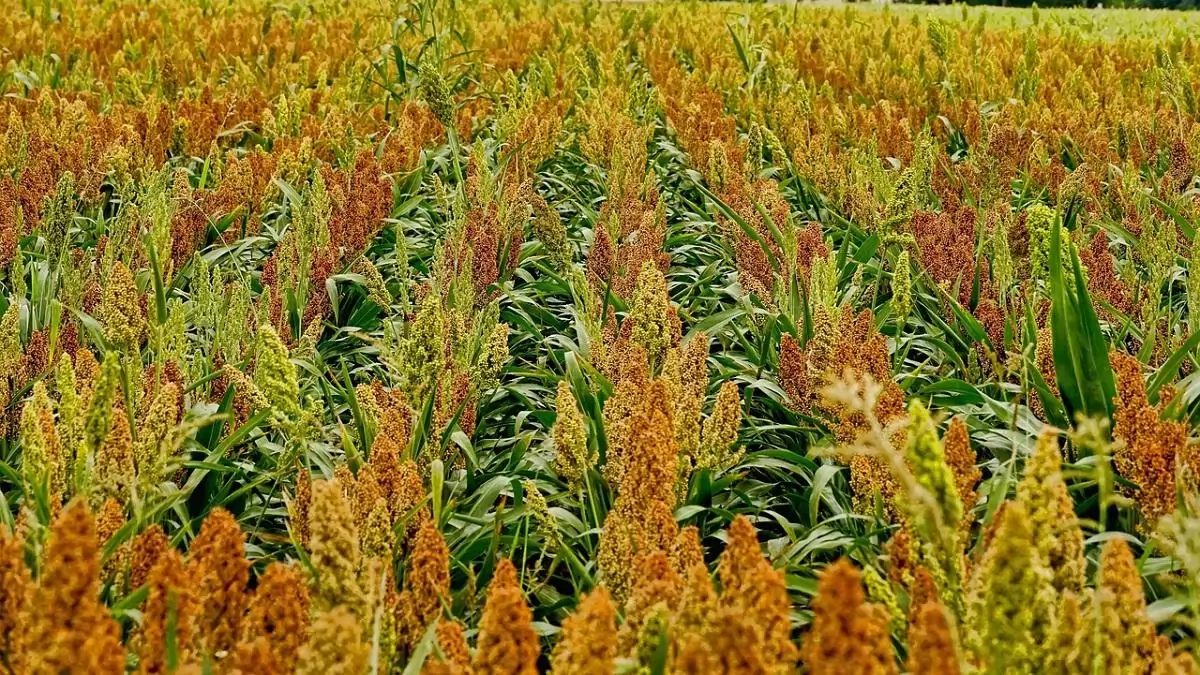 Gyomirtási lehetőségek a ciroktermesztésben – aktuális készítmények és engedélyezések