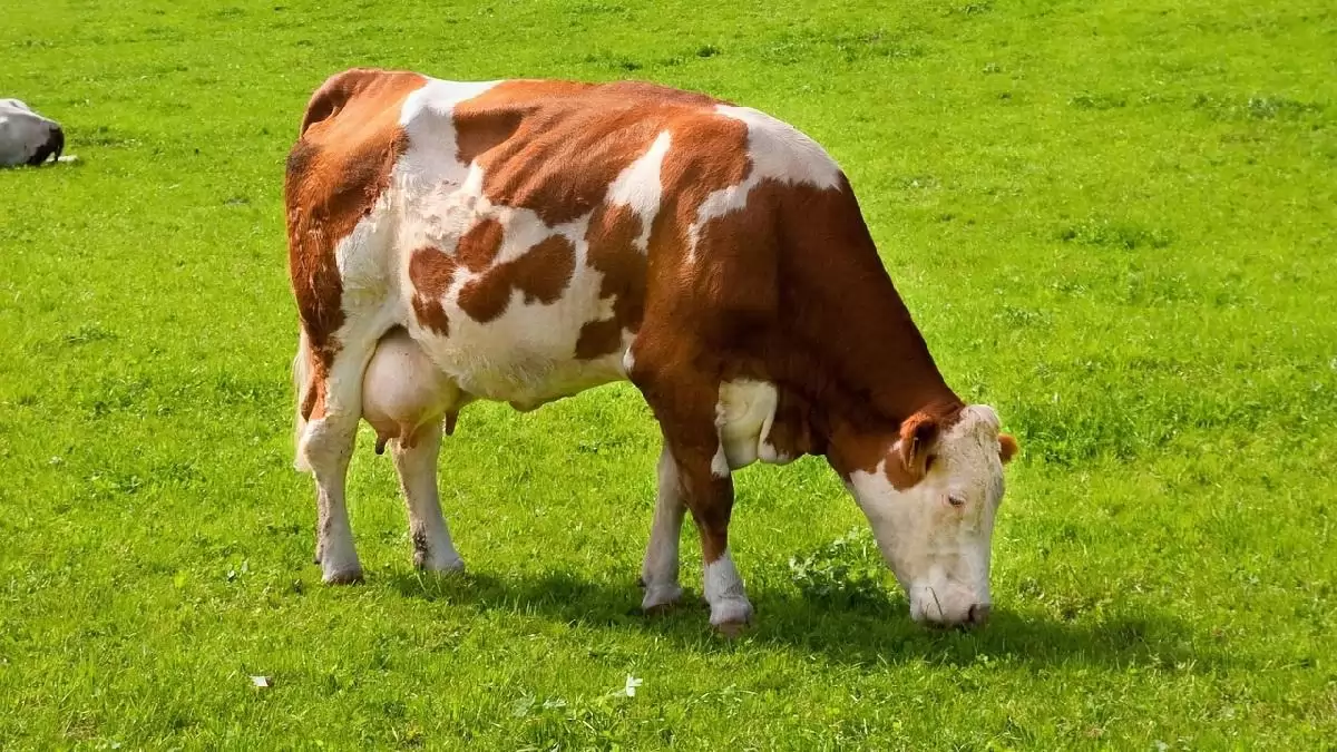 Corvinus-kutatás: a Covid és az ellátási nehézségek megerősítették a tejfeldolgozók piaci előnyét a kereskedőkkel szemben