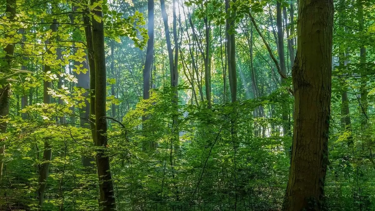 Új uniós útmutatók segítik a felkészülést az EUDR alkalmazására