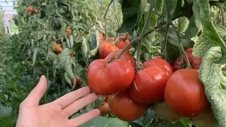 Új tájfajta paradicsom kerül idén a kínálatba: jön a befőzők kedvence