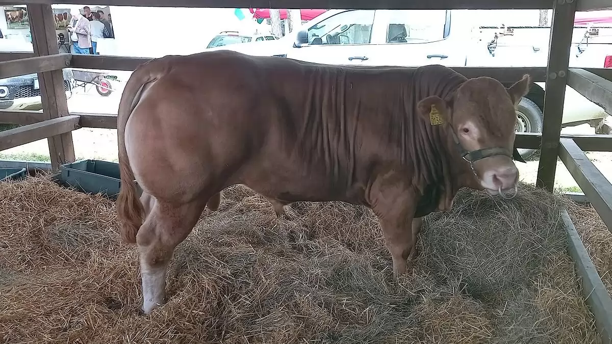 Hitelmoratóriummal is segíti a kormány a ragadós száj- és körömfájás sújtotta gazdálkodókat