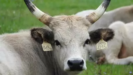 Lássuk, mi történik azután, ha száj- és körömfájás tüneteit észleled az állataidon!
