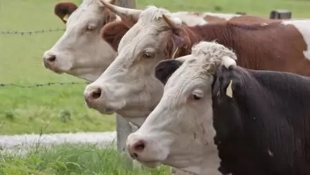 Tilos átszállítani a fogékony állatokat az RSZKF miatt korlátozott körzeteken