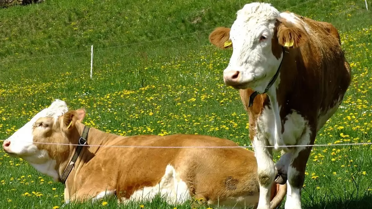 Nézzük, hogy miért/mivel vakcináznak itthon a száj- és körömfájás járvány során