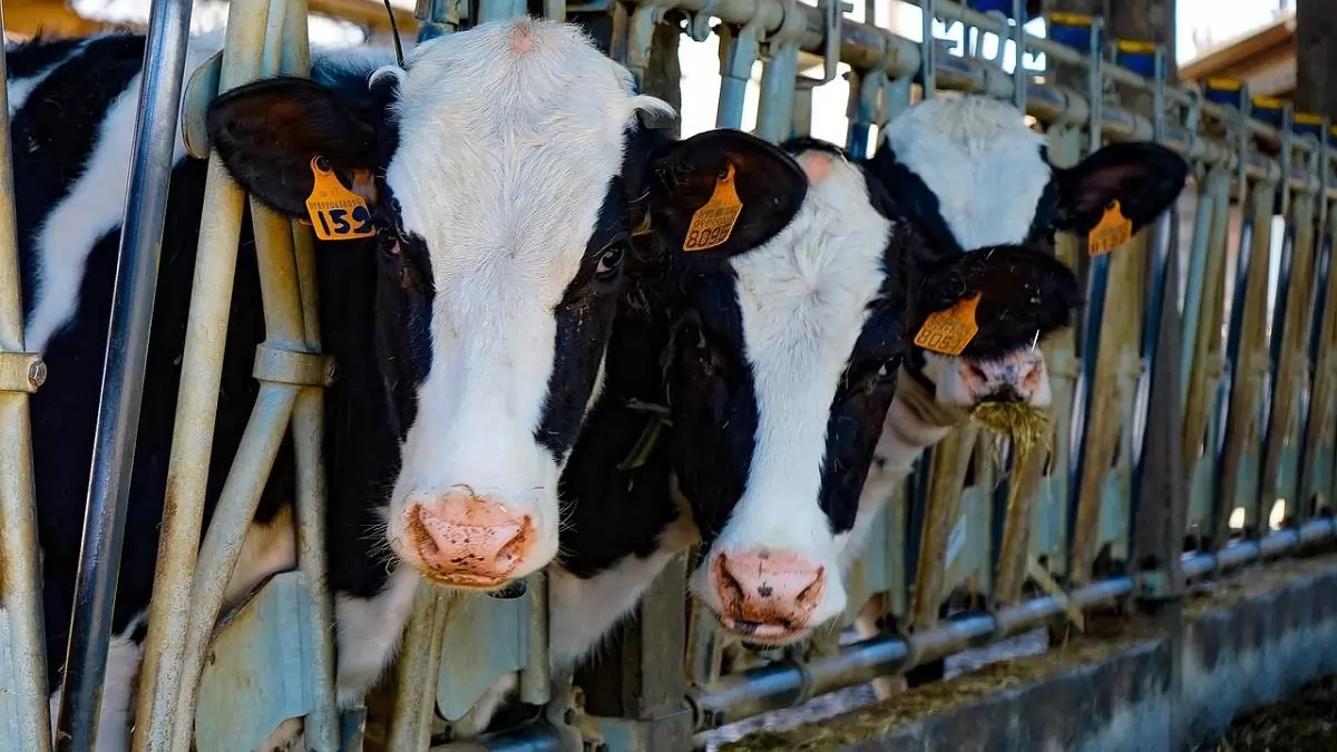 Az RSZKF vírus miatt változatlanul szigorú előírások és intézkedések vannak érvényben