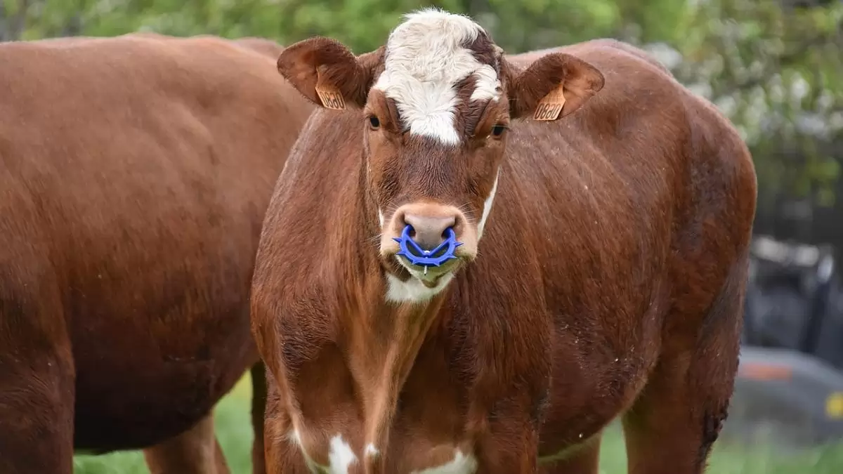 Emelkedett a vágómarha termelői ára 2025 első 16 hetében