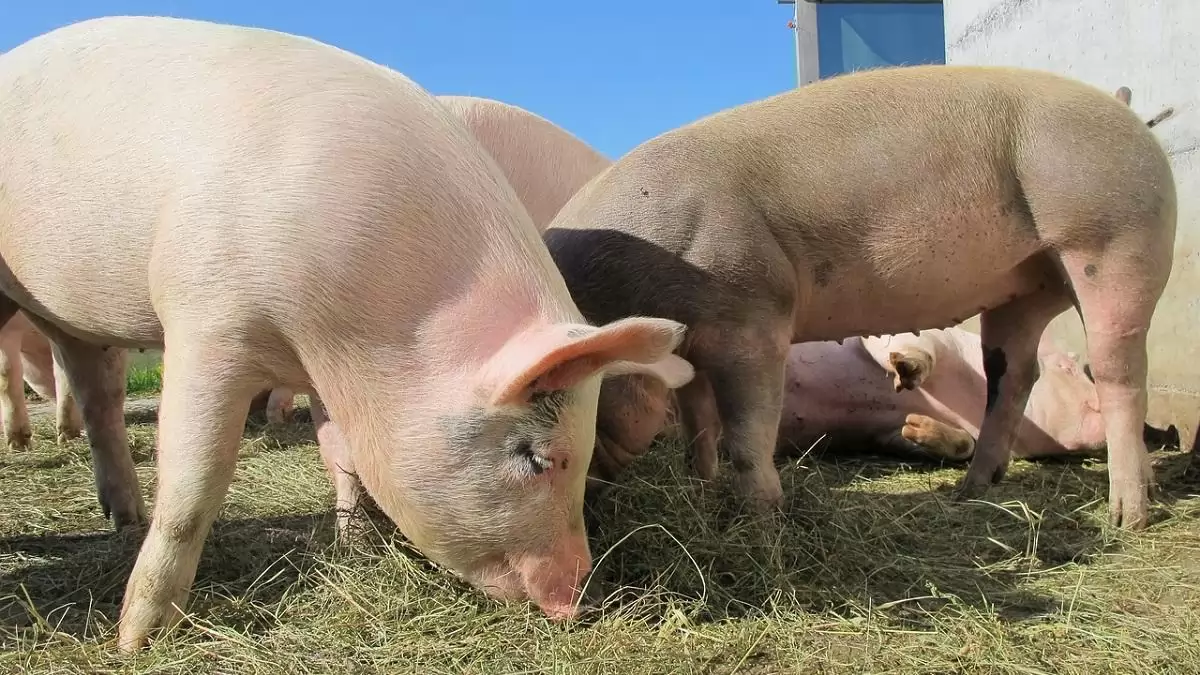 A Szlovákiában megjelent afrikai sertéspestis elleni védekezésre is figyelniük kell a hazai állattartóknak