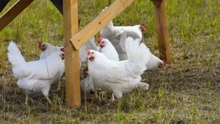 Tovább emelkedett a csirkehús ára