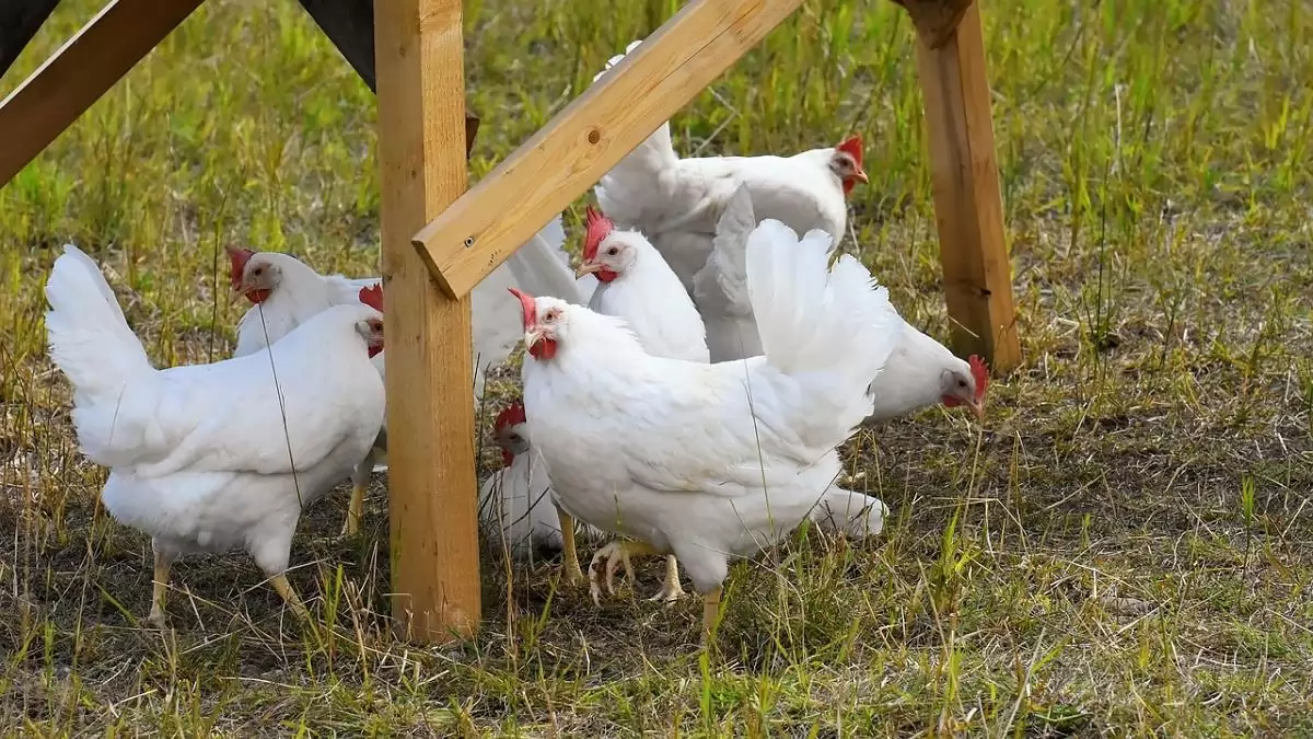 Tovább emelkedett a csirkehús ára