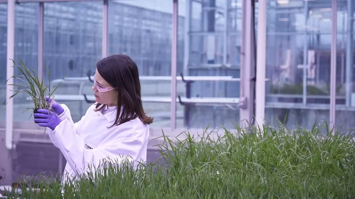 A Corteva gyakornoki programja fejlődési lehetőséget kínál az agrárszakos diákok számára
