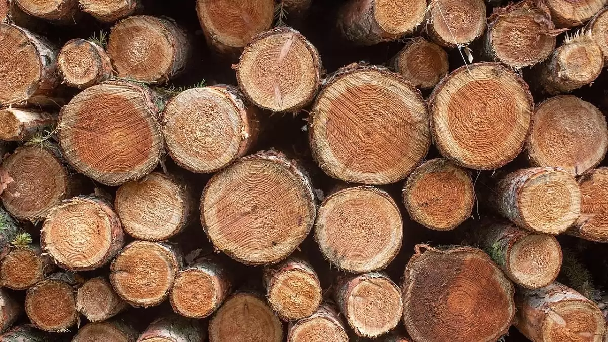 Illegális faanyag-kereskedelem 2024: Borsod-Abaúj-Zemplén a legkockázatosabb vármegyénk