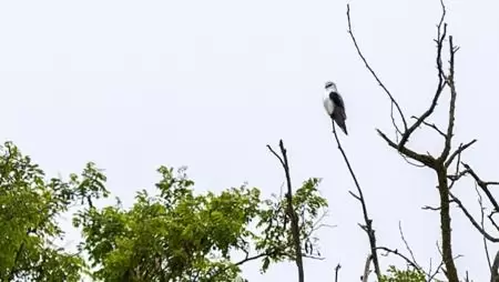 Újra feltűnt egy rendkívül ritka kóborló, a kuhi