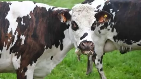 Az FAO figyelmeztet: Fokozott tudatosságra és cselekvésre van szükség a száj- és körömfájás járványai közepette Európában és a Közel-Keleten