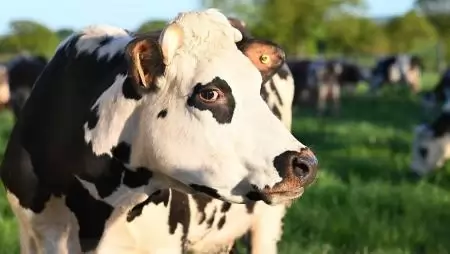 Május elején rendezték meg az FAO Európai Ragadós Száj- és Körömfájás Bizottságának közgyűlését