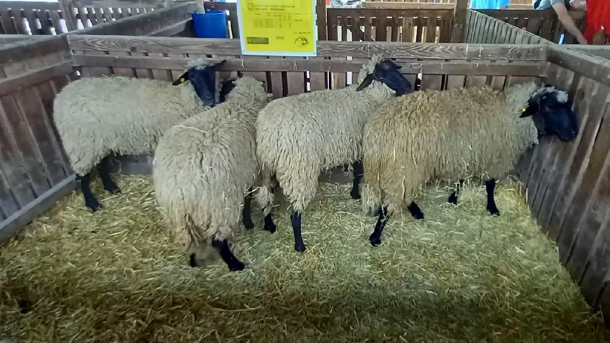 Újabb pályázattal segíti az agrártárca az állatbetegségek megelőzését