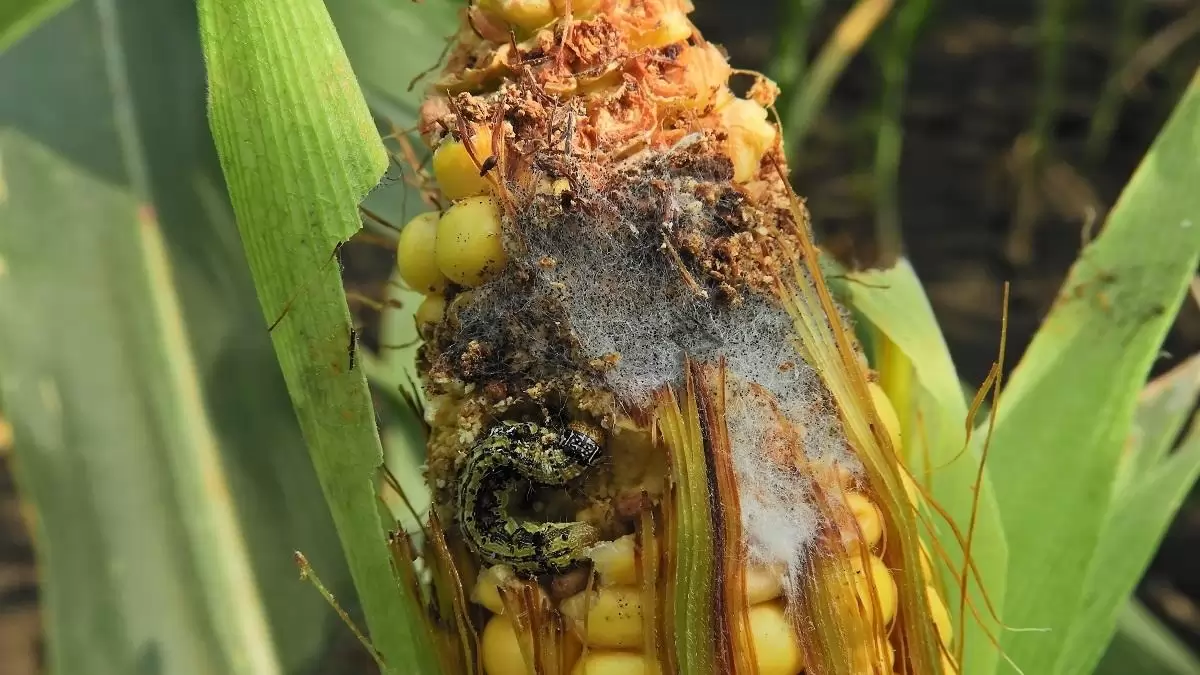 Vegyük komolyan a kukorica nyári kártevőit! – Változó környezeti körülmények, módosuló kártételek