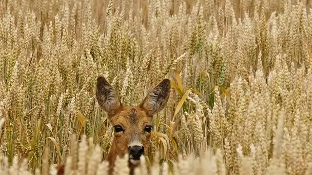 Mezőgazadasági vadkárok megelőzése, csökkentése, különböző módszerekkel (2. rész)