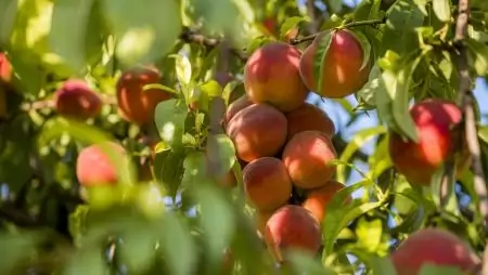 Kertészkedj természetesen! – Megújult tudástár segít a vegyszermentes kertészkedésben