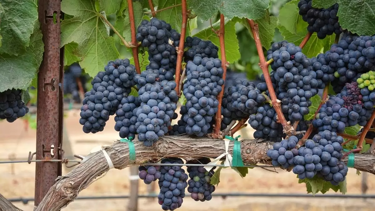 Hatékony lisztharmat elleni védekezés a szőlőtermés egészségéért