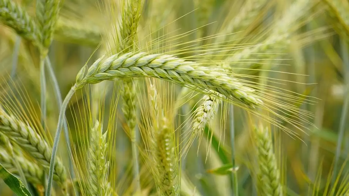 Az egységes kérelmek kétharmadát idén is a kamara segítségével adták be a gazdák