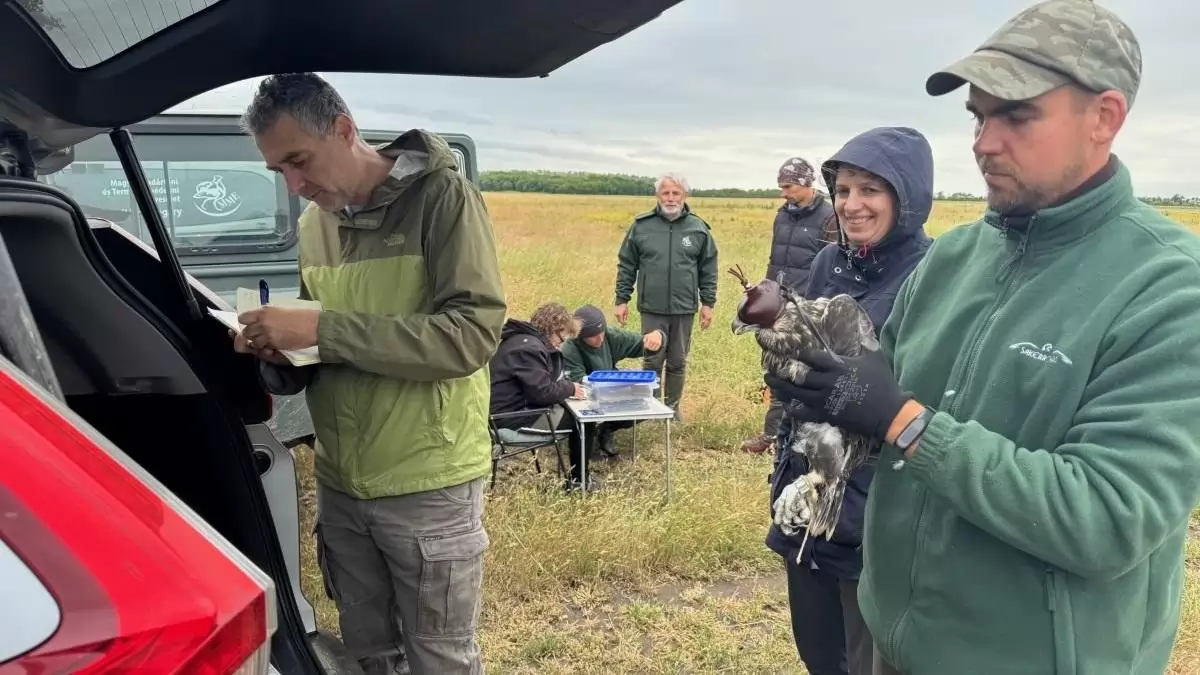 Jeladót kaptak, majd ki is repültek a fiatal kerecsensólymok