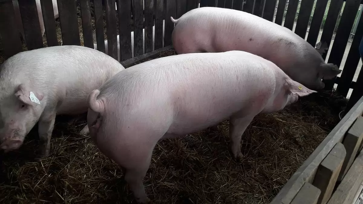 Már pályázhatnak a gazdák az állatbetegségek megelőzését szolgáló támogatásra