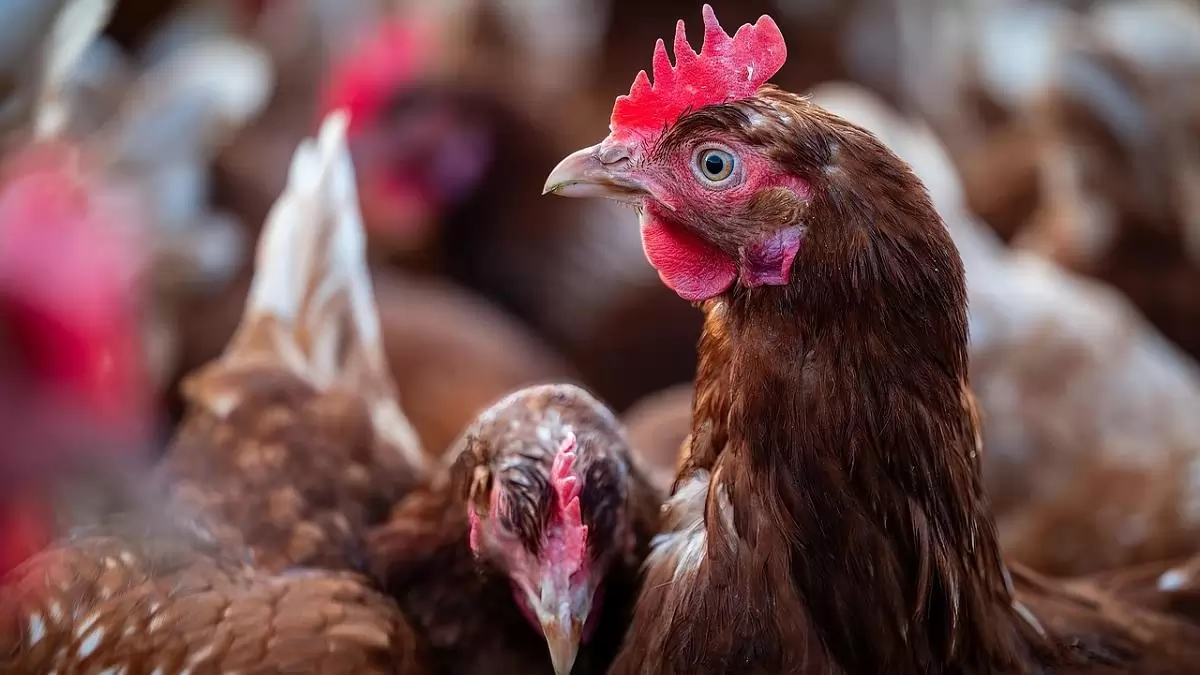 Megszűntek a madárinfluenza miatti megfigyelési körzetek