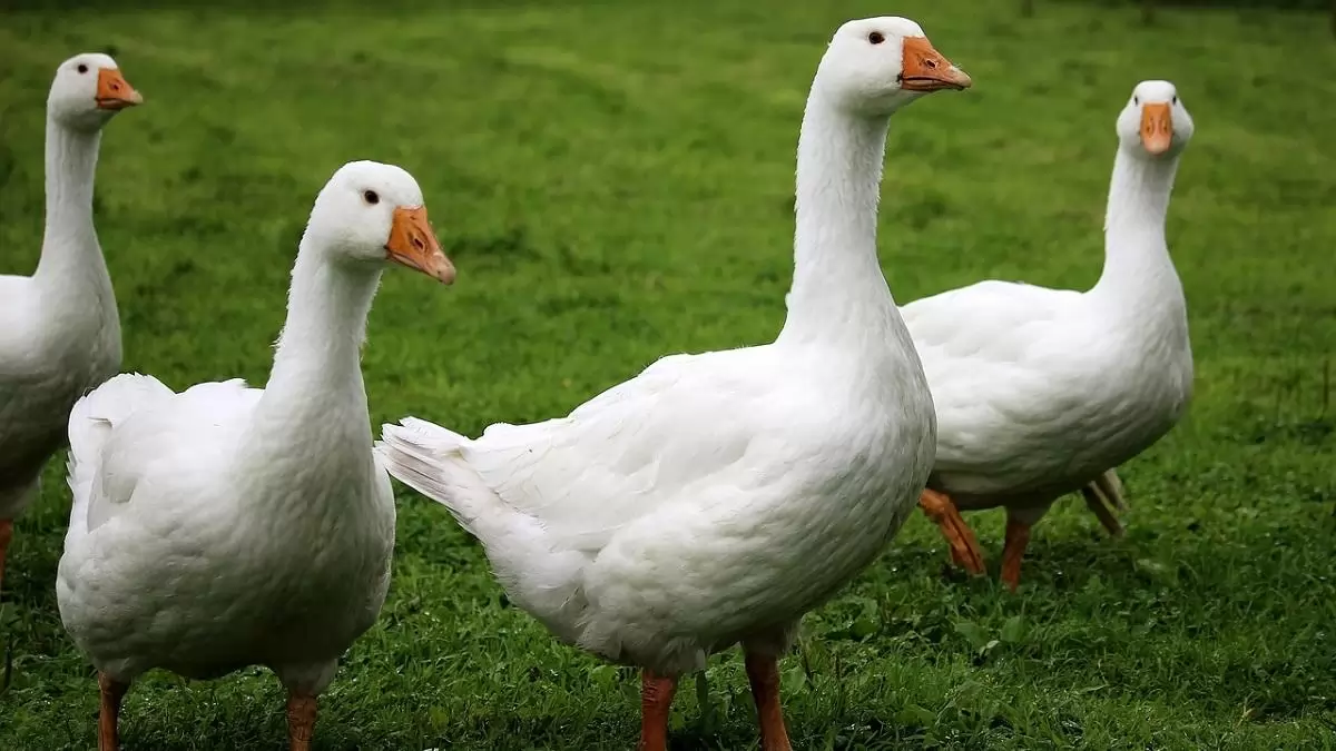 Fontos intézkedés a madárinfluenza-járvány felszámolásának támogatására