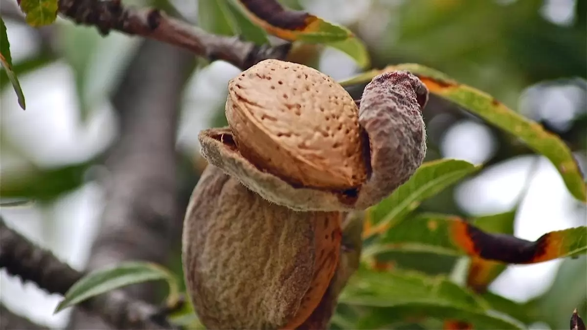 Komoly lehetőség rejlik a mandulatermesztésben
