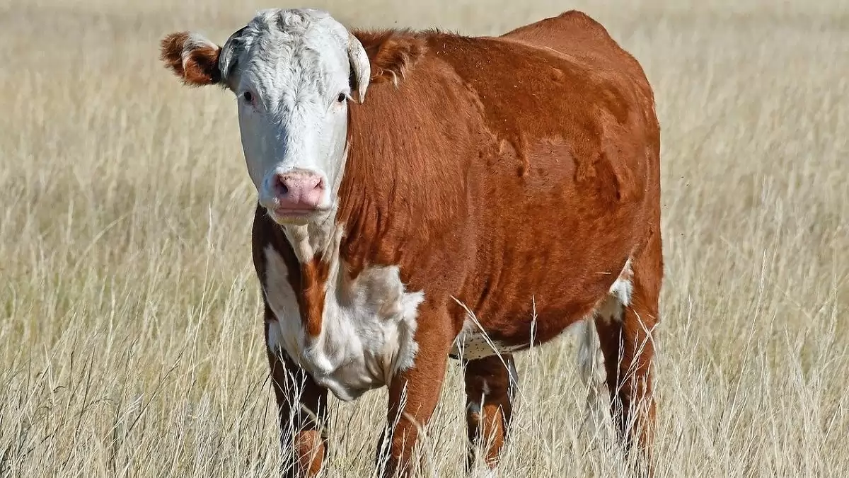 Megszűntek a hazai RSZKF-korlátozások – a fegyelem továbbra is kulcsfontosságú