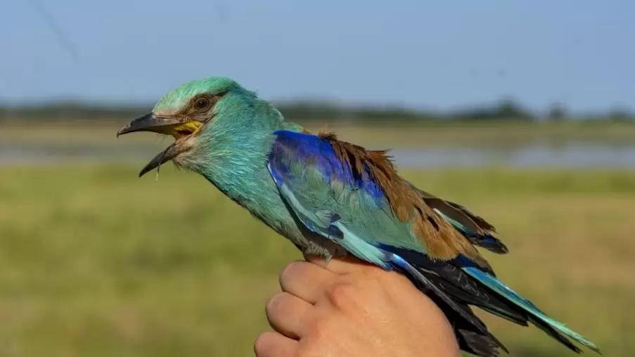 Szalakóta odúk ellenőrzése a Dél-Alföldön