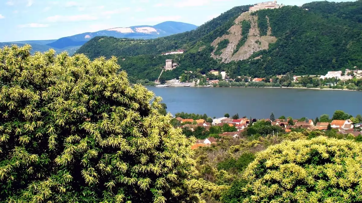 Szakmai összefogás a szelídgesztenyések védelmében az Interreg Magyarország-Szlovákia Program keretében