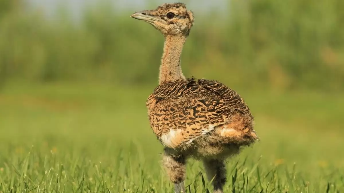A Dél-Alföldön már kikeltek az első túzokcsibék