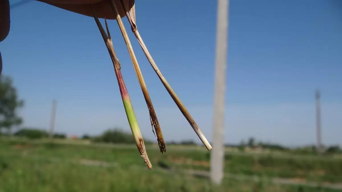 Brixton – Kimagasló tudás az egyszikű gyomok ellen