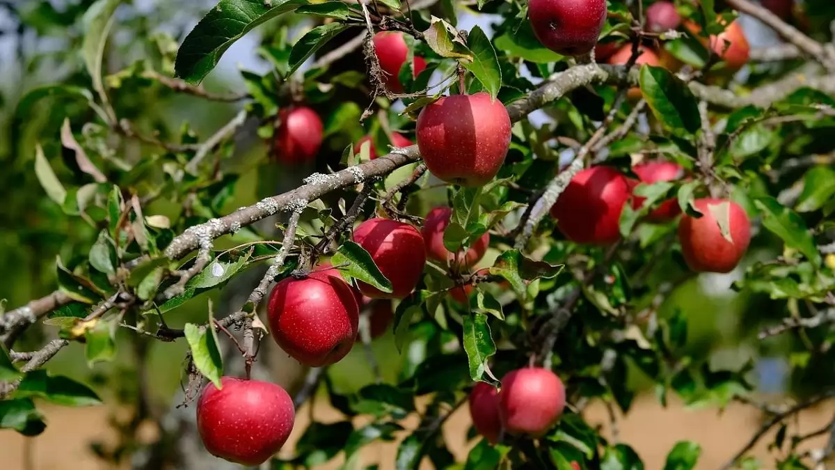 Mit tehetünk, ha fagy után elszabadul a növekedés?