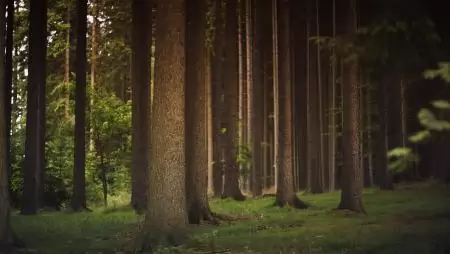 Új pályázat segíti az erdők klímaváltozáshoz való alkalmazkodását