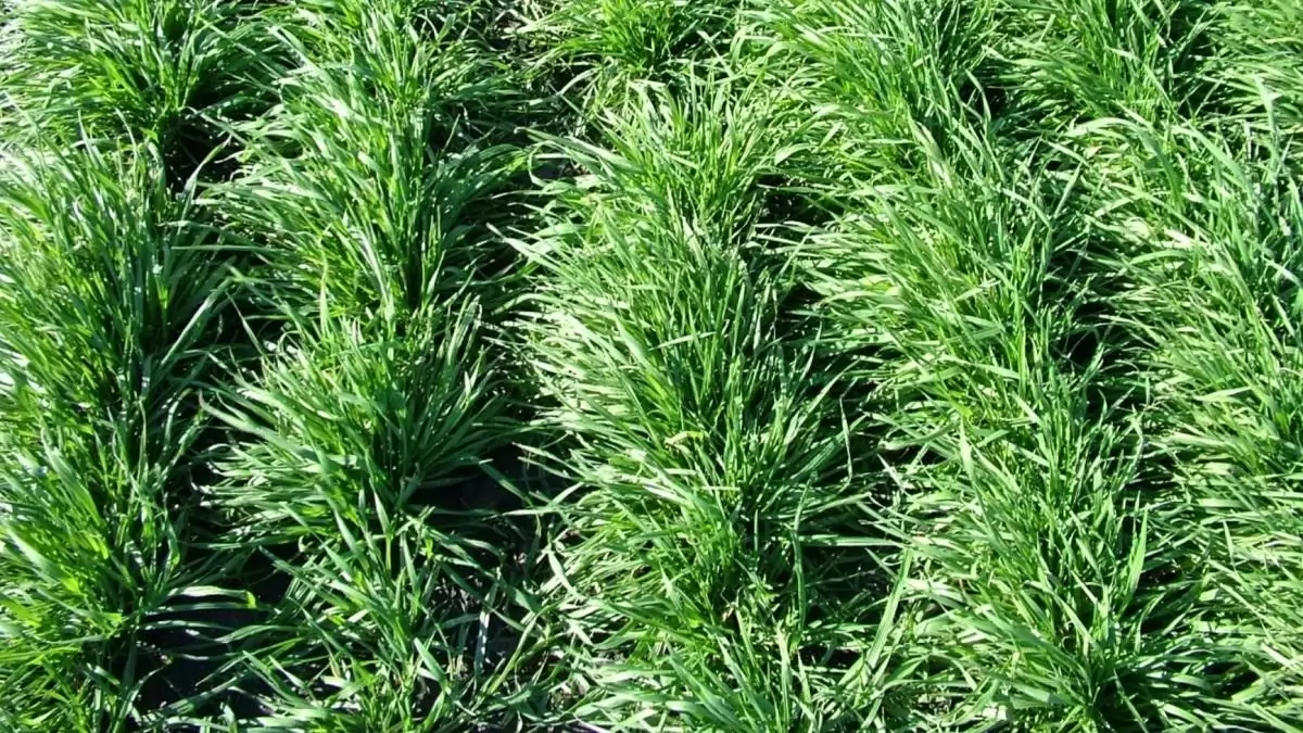 Az évelő rozs új faj: Secale cereanum – A Perenne és Gergő fajták ismérveinek leírása, termesztésének feltételei