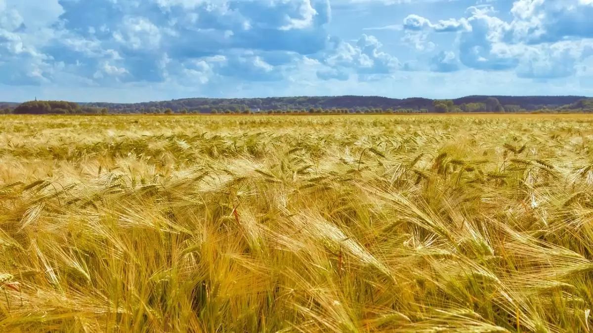 Őszi kalászosok vetése, előkészítő elemei