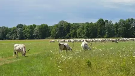 Természetvédelmi fejlesztés indul a Duna-Dráva Nemzeti Parkban