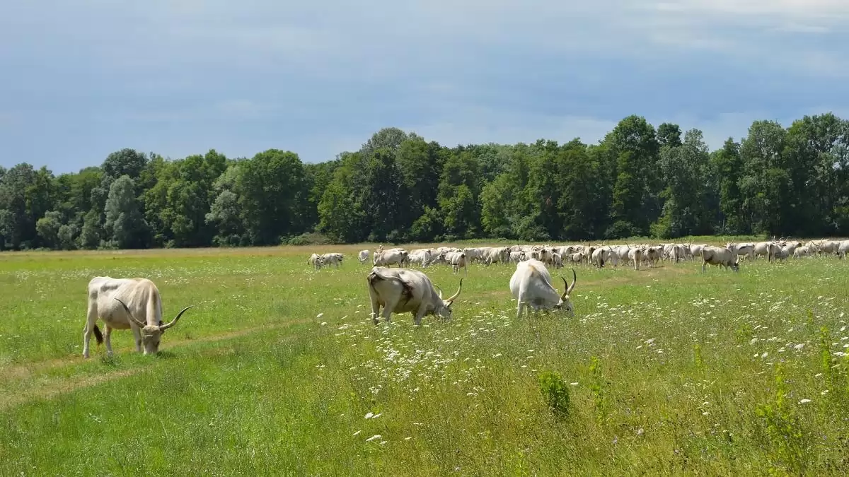 Természetvédelmi fejlesztés indul a Duna-Dráva Nemzeti Parkban