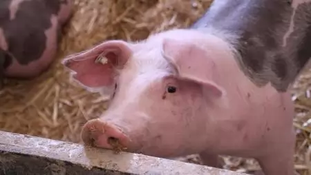 Házisertésben igazolták az ASP-t Horvátországban