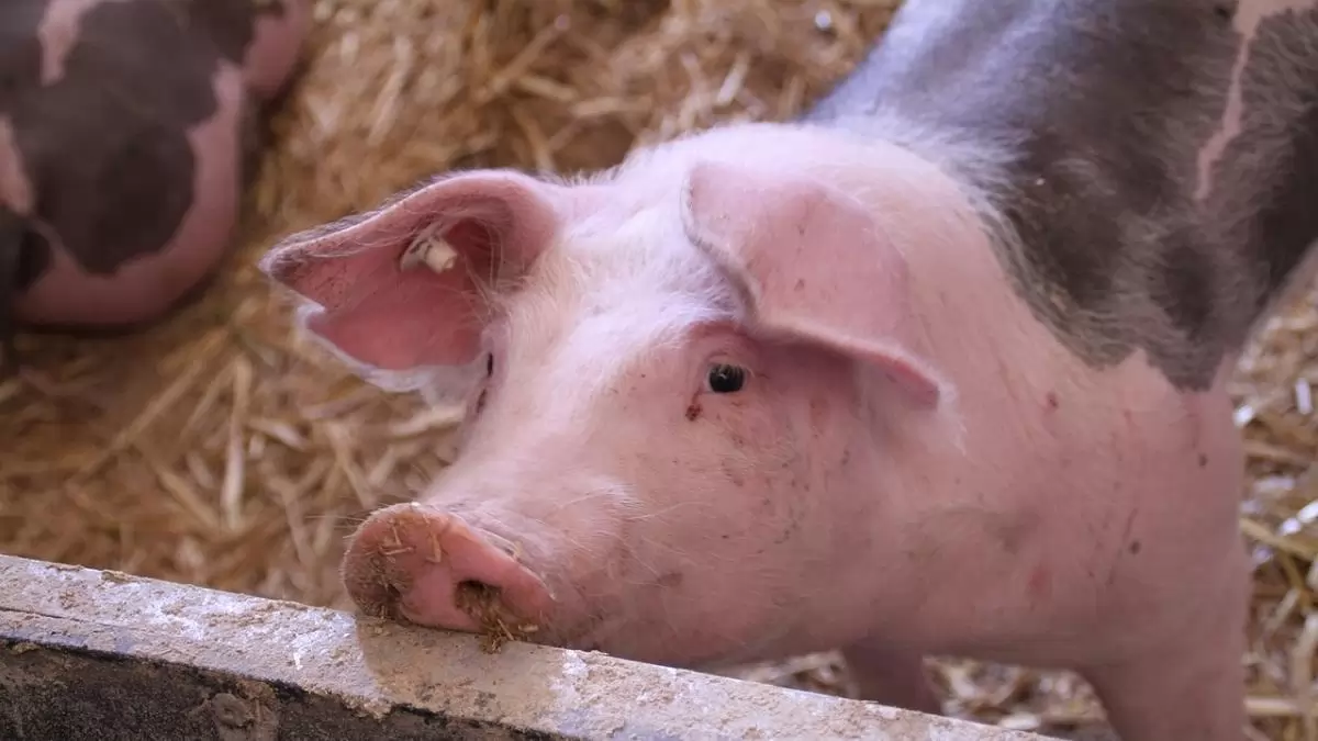 Házisertésben igazolták az ASP-t Horvátországban