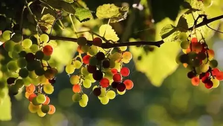 Rendkívüli segítséghez jutnak a súlyos tavaszi fagykárt szenvedett szőlő- és gyümölcstermelők