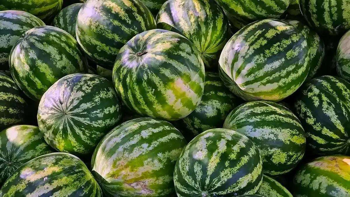 Elrajtolt az idei dinnyeszezon, már kapható a zamatos magyar görög- és sárgadinnye