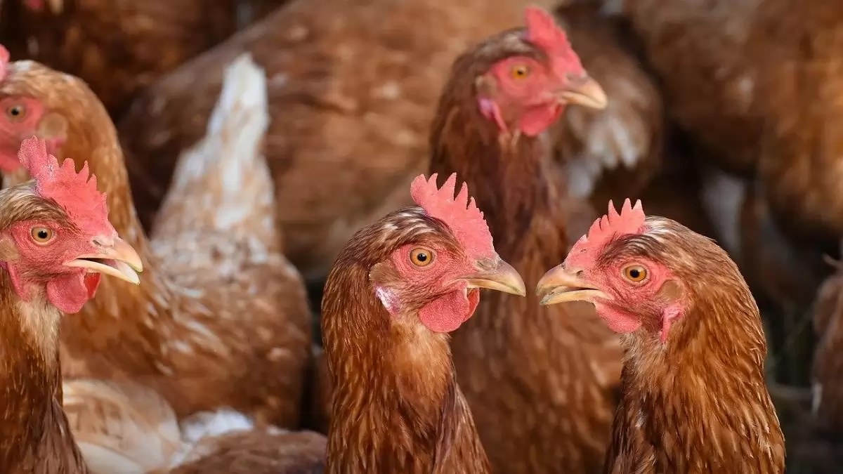 Madárinfluenza: Mi a helyzet az Egyesült Államokban?