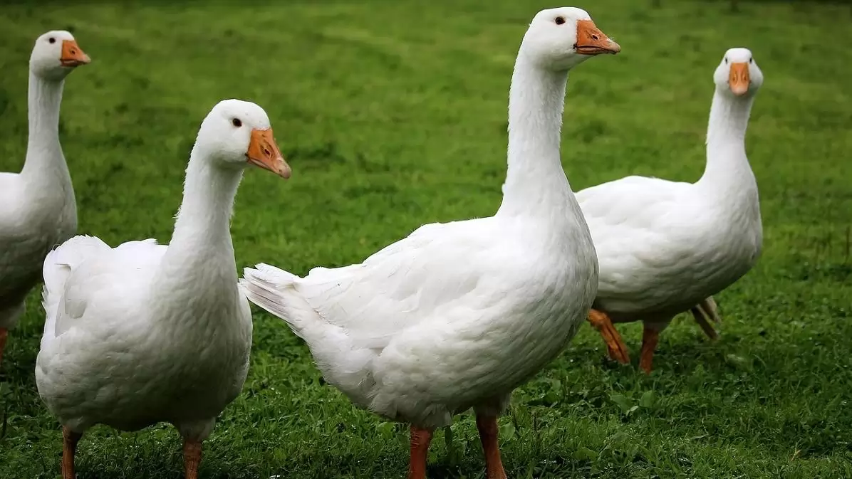 Hazánk újra mentes a magas patogenitású madárinfluenzától
