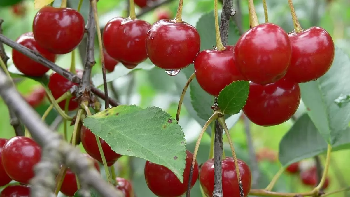 Európa-szerte alacsony meggytermés várható idén